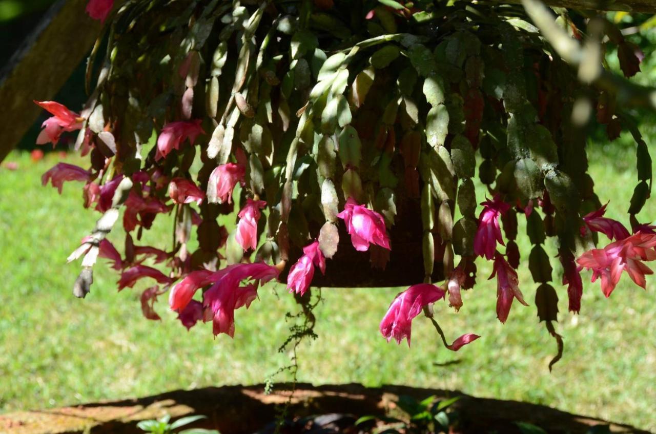 Pousada Recanto Primata Marechal Floriano Exterior photo